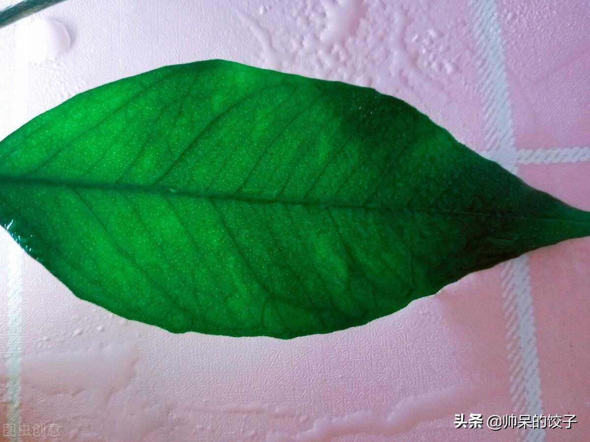 神仙树叶、植物、中药材超微粉碎机