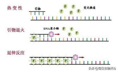 荧光标记的染料法和探针法
