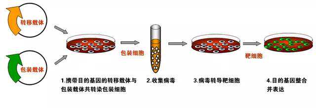 细胞转染的注意事项（实战篇）