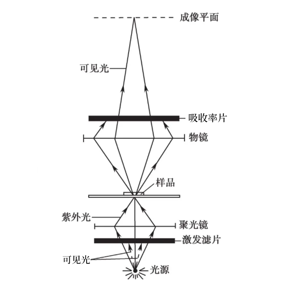 一篇文章看懂荧光显微镜