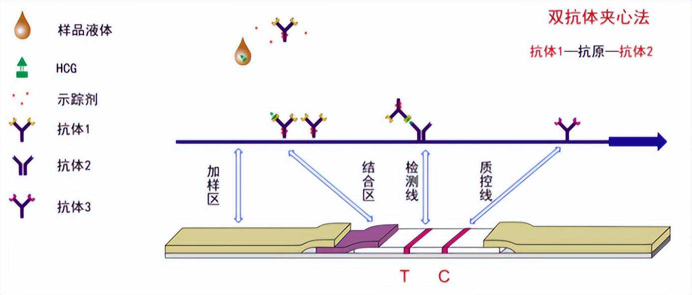 高性价比の便携式荧光免疫分析仪