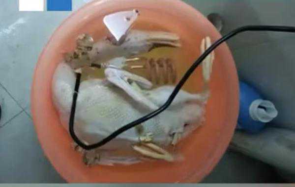 迷之操作！男子将电热棒放在塑料盆里炖鸭……