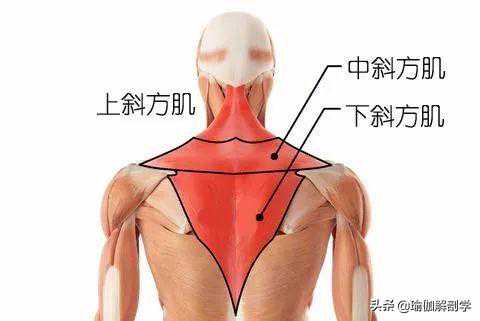 练瑜伽，如何放松斜方肌上束，加强斜方肌下束？