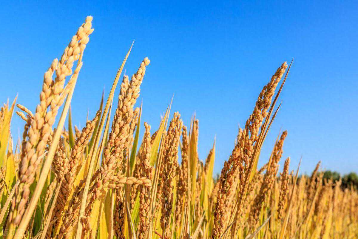 新光公司教您如何正确选择稻谷烘干机配套的电加热炉