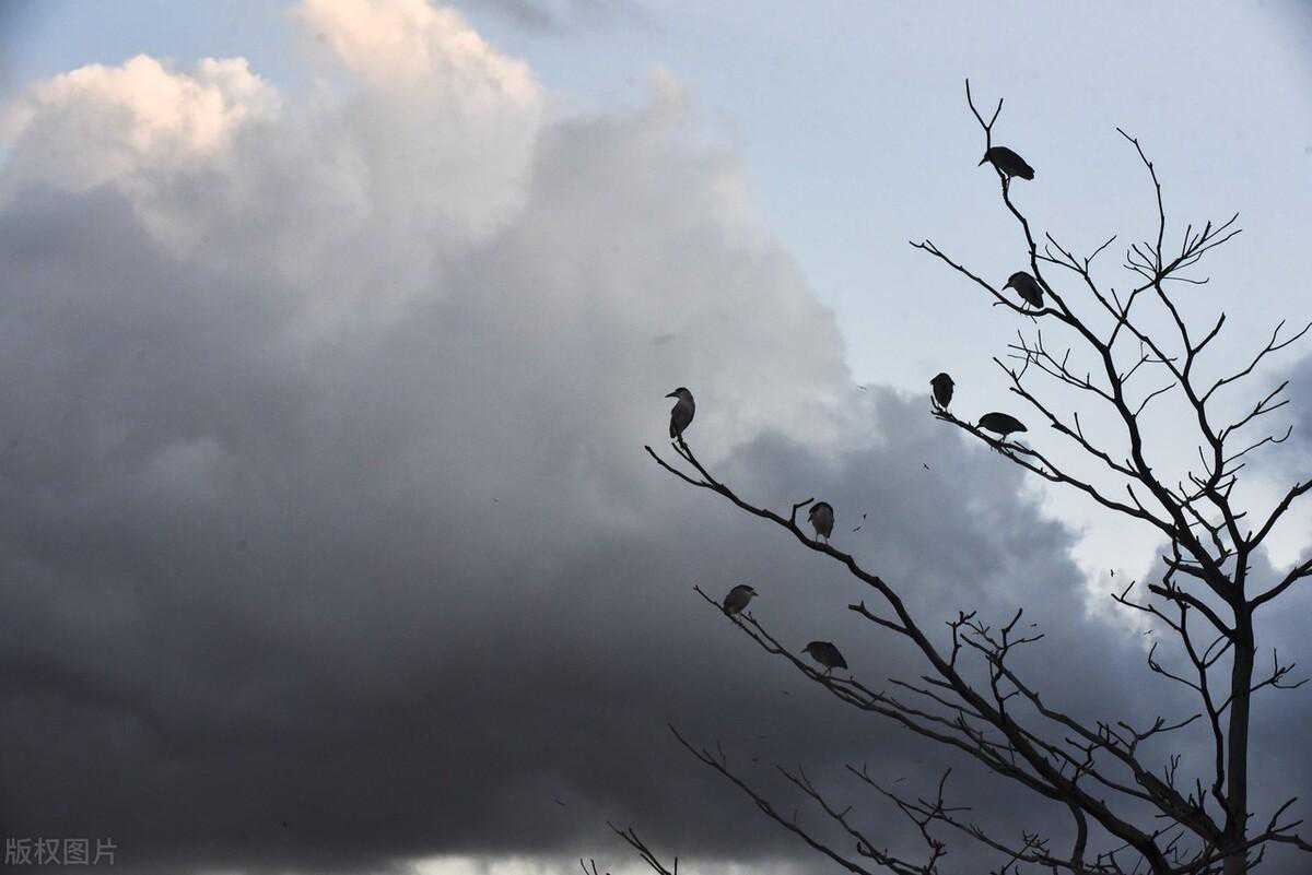 【电子秤】电子秤出现“OL”标志，该如何解决？