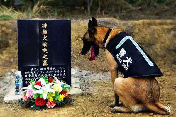 为牺牲战友默哀，它的背影，让人心疼……