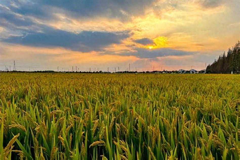 散文丨黄 风：八月的禾场