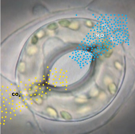 植物叶片的气孔是如何开闭自如的？