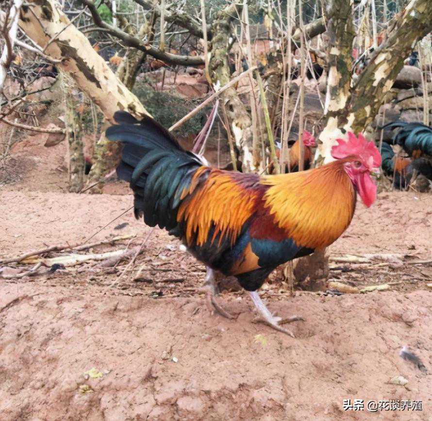 呕吐毒素你了解吗