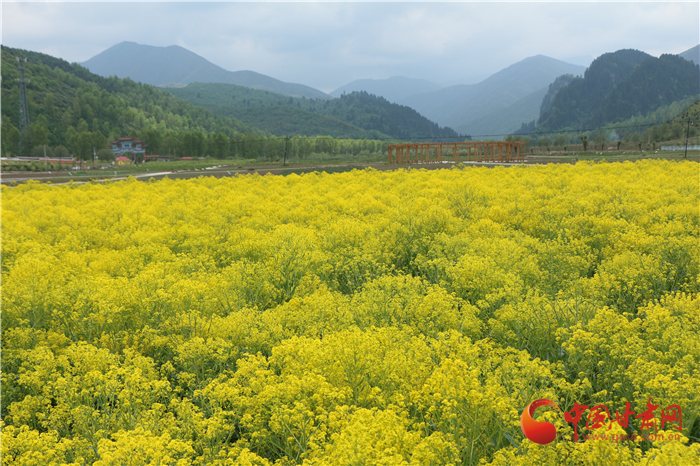 甘肃省“松鸣一号”获批首个中药材植物新品种权