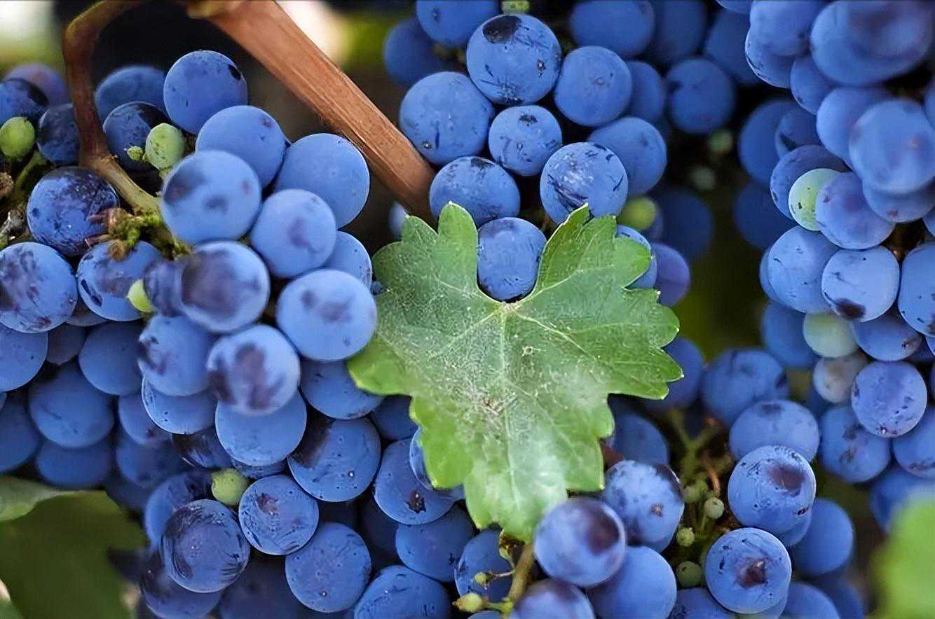 浅谈干旱胁迫下，葡萄气孔导度相关的候选基因和SNP