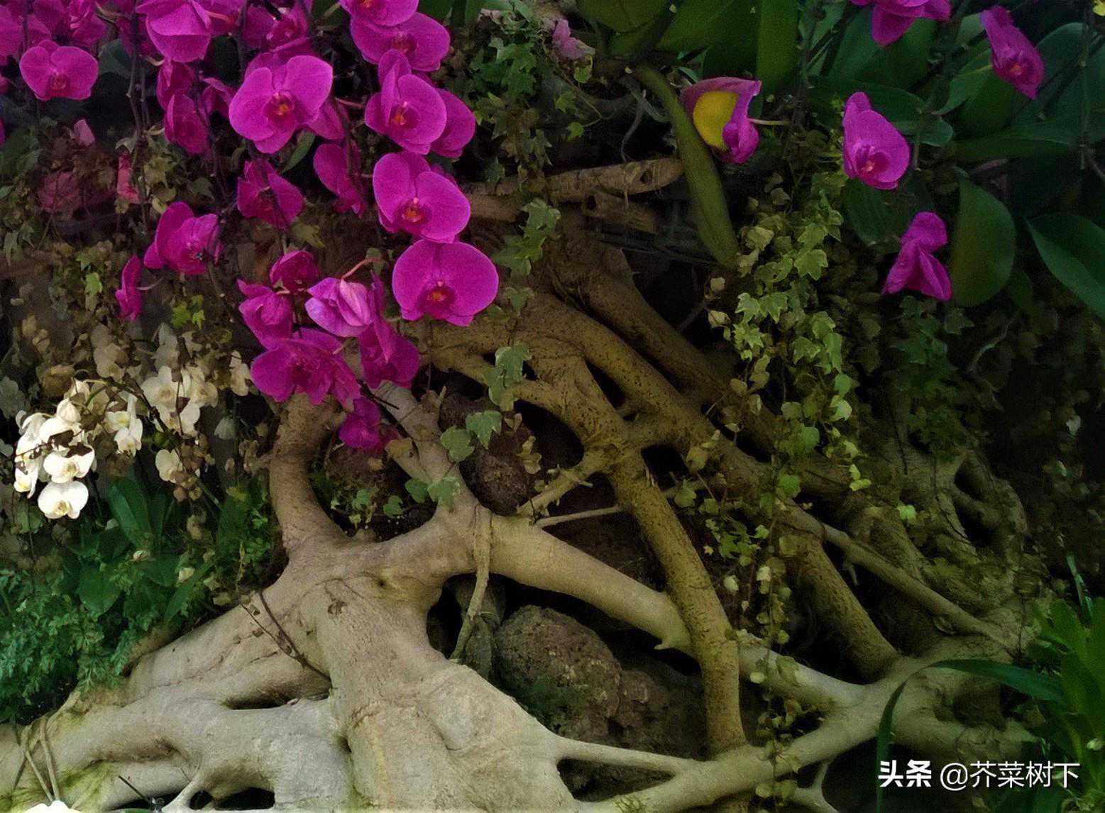 智商很硬，情商就软吗？