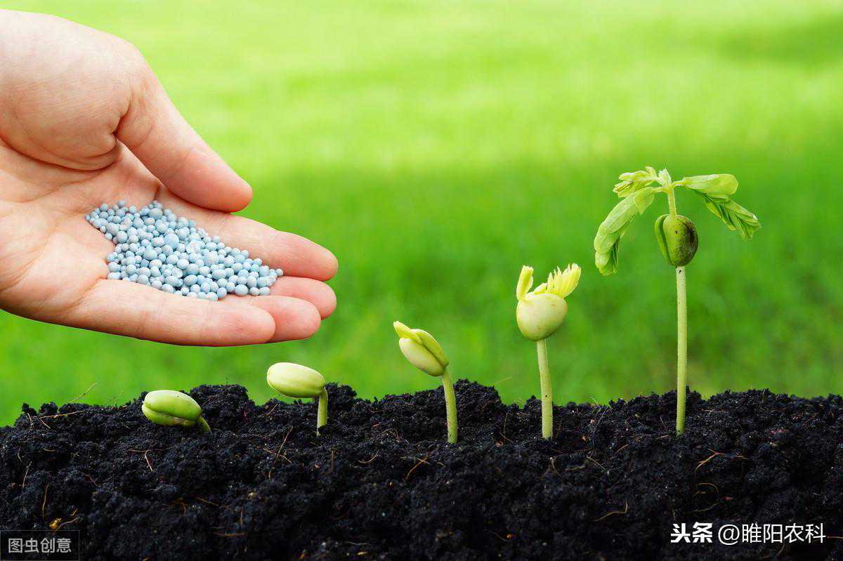 带你揭开“碳肥”的真面目，从此再不会吃亏上当