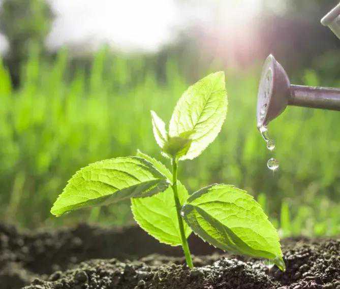 哪些作物对钙镁硫硼锌铁钼七元素反应敏感