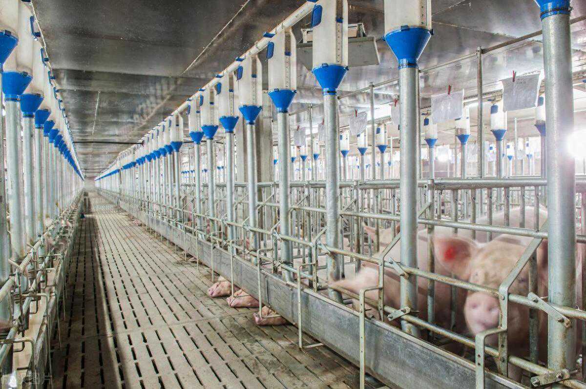 鸡笼能卖4.9亿，少不了这个小器件的功劳