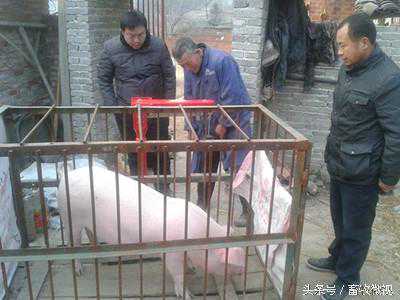 收猪“老司机”给你讲讲称猪时地磅上的猫腻