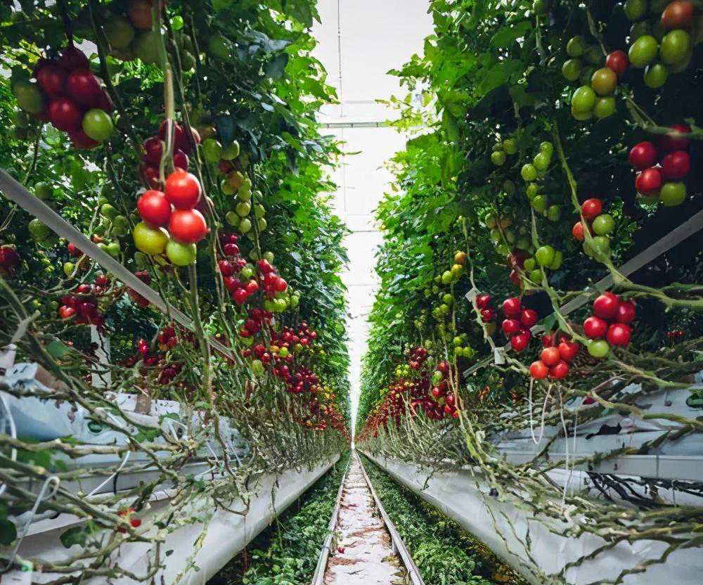 焓湿图在温室控制中的应用(上)