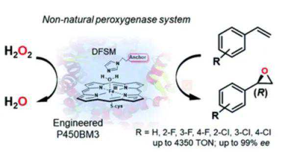 P450工程酶催化不对称环氧化研究获进展