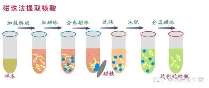 什么是磁珠？磁珠DNA如何提取？