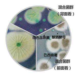 检查真菌的显色培养基——适合乳业和饮料企业等