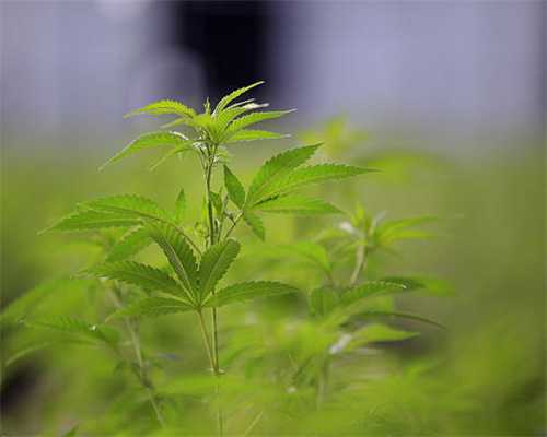 食药监总局：27批次中药饮片不合格
